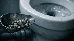 Hundekot im WC spülen: wann es geht – und wann du dir die Verstopfung selber machst